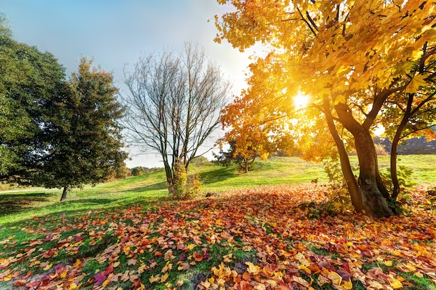 Sunny day with trees and falling leaves.